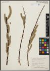 Foto von Salix alaxensis (Andersson) Coville